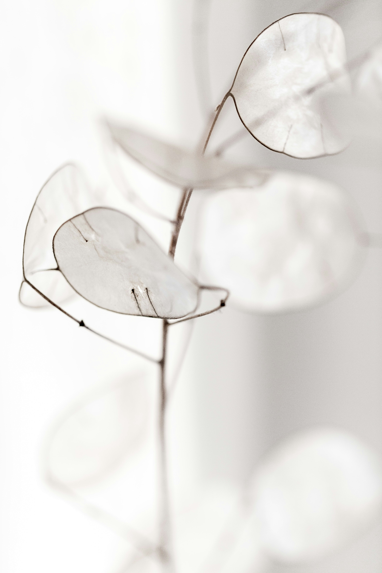 Délicatesse et transparence — symbole de la sensibilité